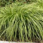Gold Fountains Sedge