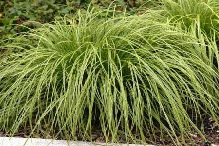 Gold Fountains Sedge