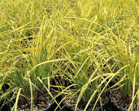 Carex elata Aurea