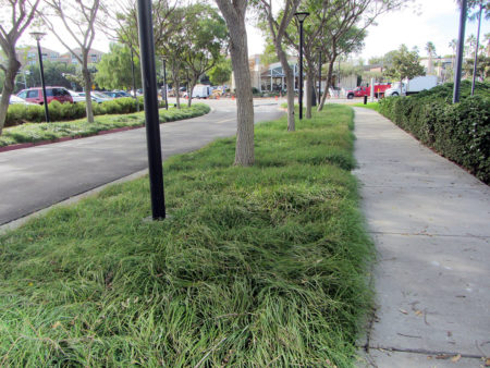 Blue Sedge - Image 2