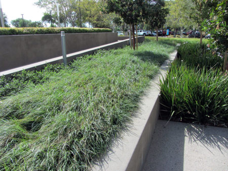 Blue Sedge - Image 3