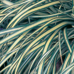Evergold Sedge