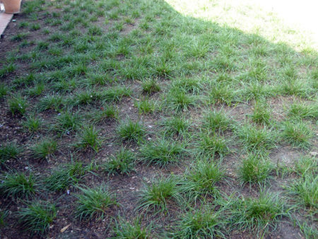 Pacific Wave - California Meadow Sedge - Image 2