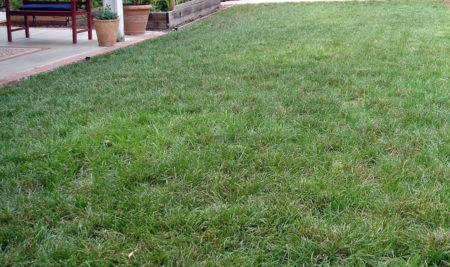 Pacific Wave - California Meadow Sedge - Image 3