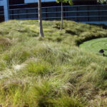 Pacific Wave - California Meadow Sedge