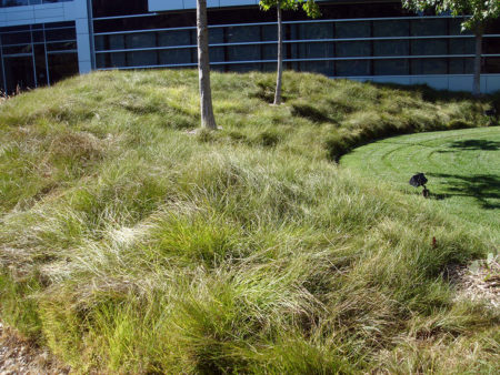 Pacific Wave - California Meadow Sedge