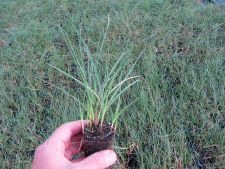 Pacific Wave - California Meadow Sedge - Image 9