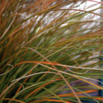 Orange Sedge
