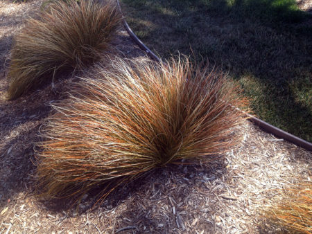 Orange Sedge - Image 3