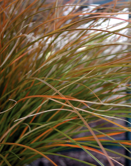 Orange Sedge