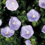 Convolvulus Blue Casbah