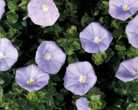 Convolvulus Blue Casbah