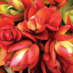 Crassula