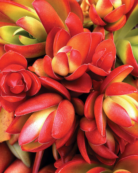 Crassula