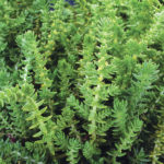 Watch Chain Plant