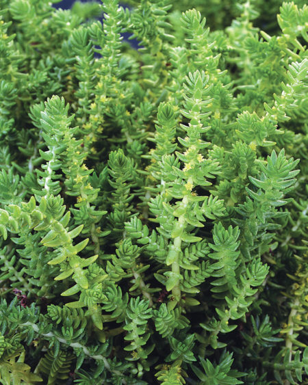 Watch Chain Plant