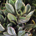 Variegated Jade Plant
