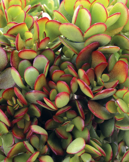 Baby Jade
