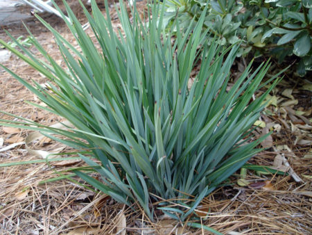 Dianella Casa Blue