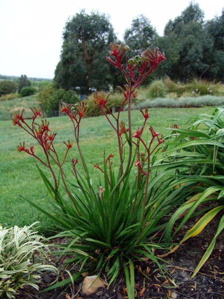 Anigozanthos Regal Velvet