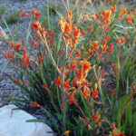 Anigozanthos Amber Velvet