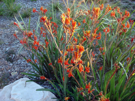 Anigozanthos Amber Velvet