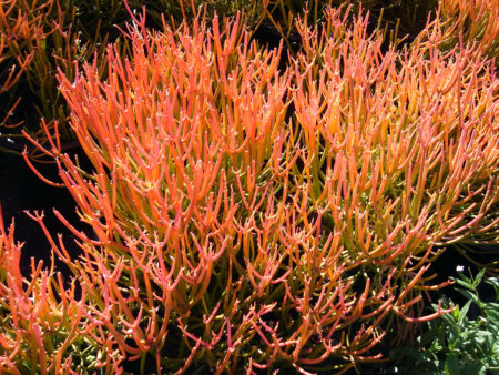 Euphorbia tirucali Firesticks