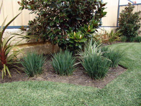 Dianella Little Rev