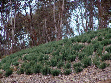 Dianella Little Rev