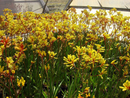 Anigozanthos Gold Velvet