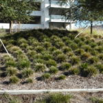 Deschampsia cespitosa