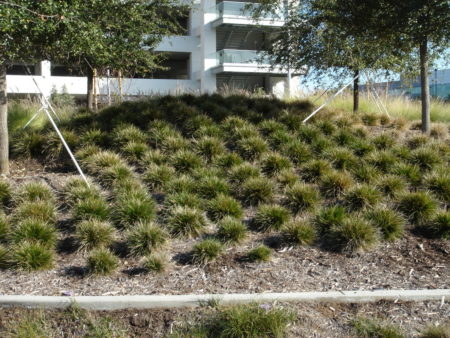Deschampsia cespitosa