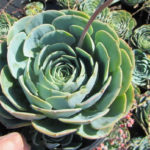 Blue Rose Echeveria - SOLD OUT