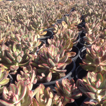 Nodulosa - Painted Echeveria