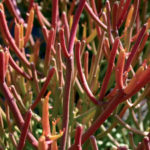 Firesticks or Sticks on Fire