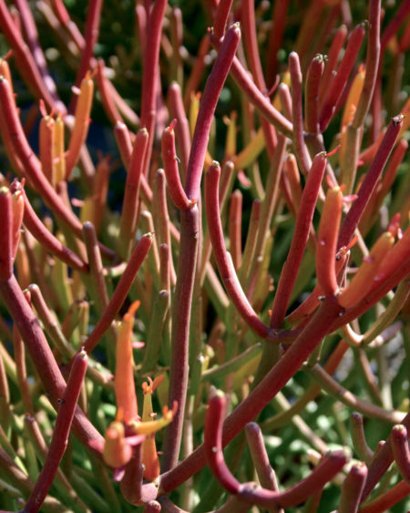 Firesticks or Sticks on Fire