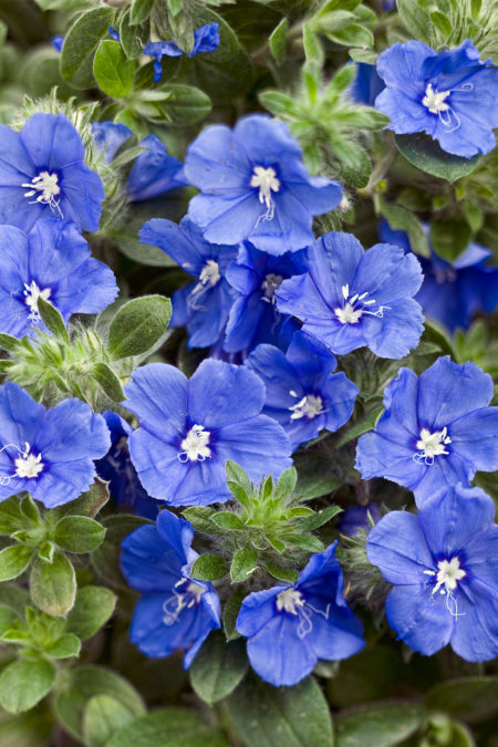 Blue My Mind