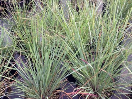 California Fescue - Image 2