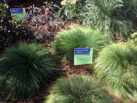 Hair Fescue