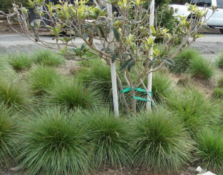Festuca mairei