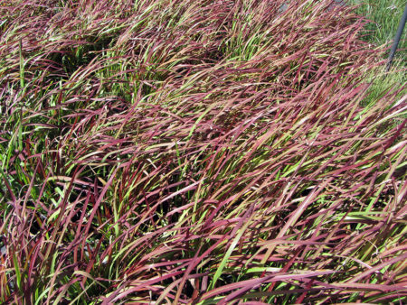 Imperata Red Baron