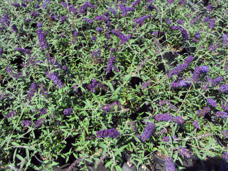 Buddleia Dwarf Blue