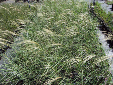 Miscanthus Adagio