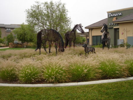 Oriental Fountain Grass