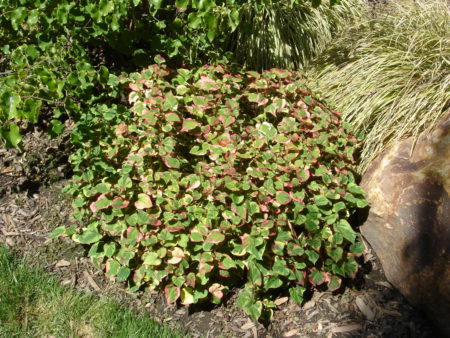 Houttuynia Chameleon Plant