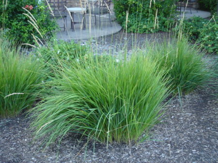 Pennisetum spathiolatum