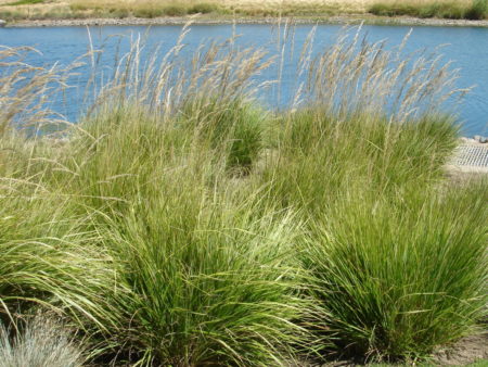 Calamagrostis Karl Foerster