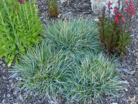 Sesleria caerulea