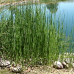 Equisetum Horse Tail