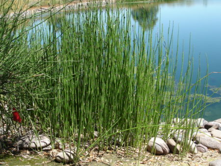 Equisetum Horse Tail